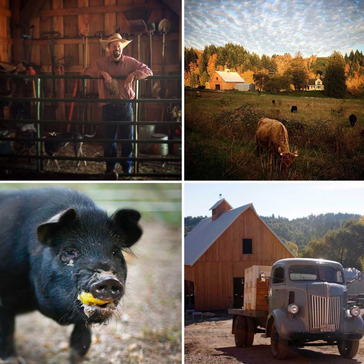  Big Table Farm Collage – Brian in the Barn, Cows Grazing, Pig Eating, and the Vintage Flatbed Truck Delivering to the Barn. 