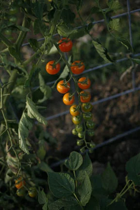 aa_tomatoesLTR.jpg