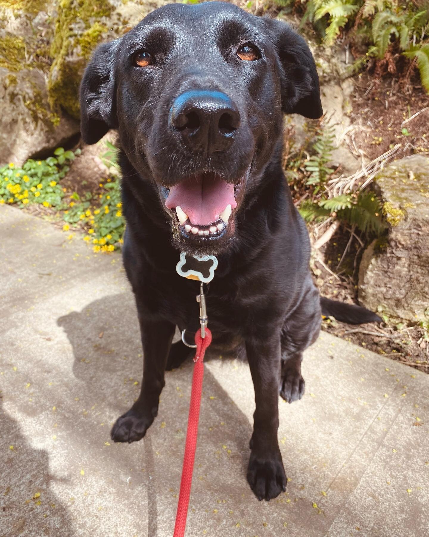 Silly Lily!! 🥰 
.
.
.
#portlandoregon #portland #pdx #portlandpets #portlandpetsitter #portlanddogsitter #portlanddogwalkers #portlanddogs #portlanddog #portlanddogwalker #portlanddogadventures #portlanddoglovers #portlanddoglife #pdxdogs #pdxdog #p