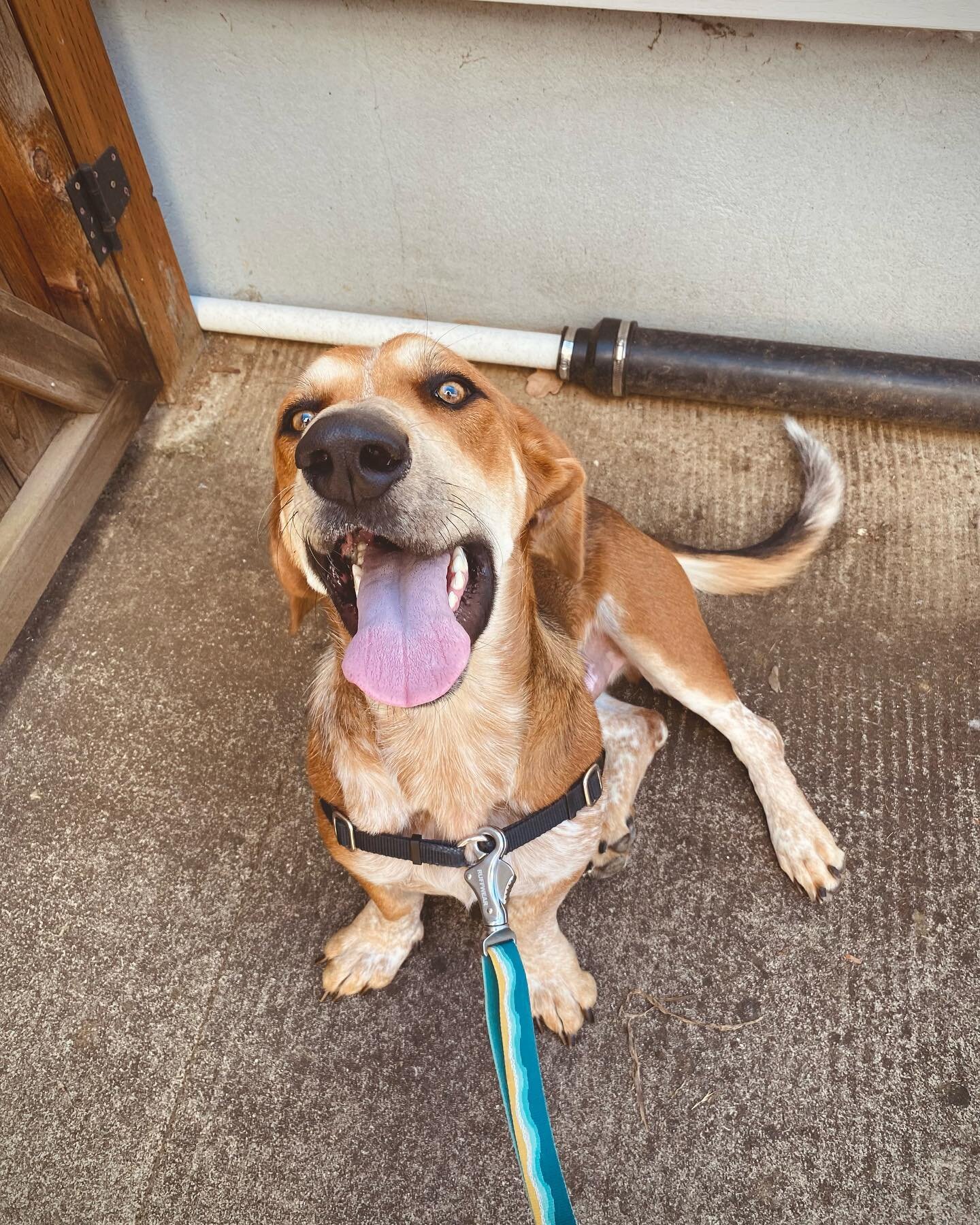 The lovey long lad! Too sweet! ❤️
.
.
.
#portlandoregon #portland #pdx #portlandpets #portlandpetsitter #portlanddogsitter #portlanddogwalkers #portlanddogs #portlanddog #portlanddogwalker #portlanddogadventures #portlanddoglovers #portlanddoglife #p