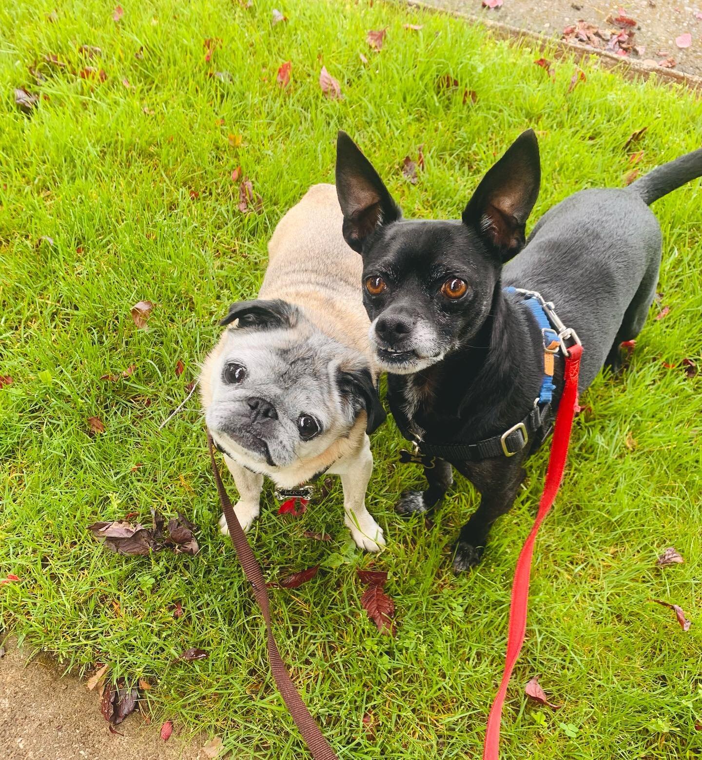 The cutest little duo around town - love these two so stinking much! 
.
.
.
#portlandoregon #portland #pdx #portlandpets #portlandpetsitter #portlanddogsitter #portlanddogwalkers #portlanddogs #portlanddog #portlanddogwalker #portlanddogadventures #p