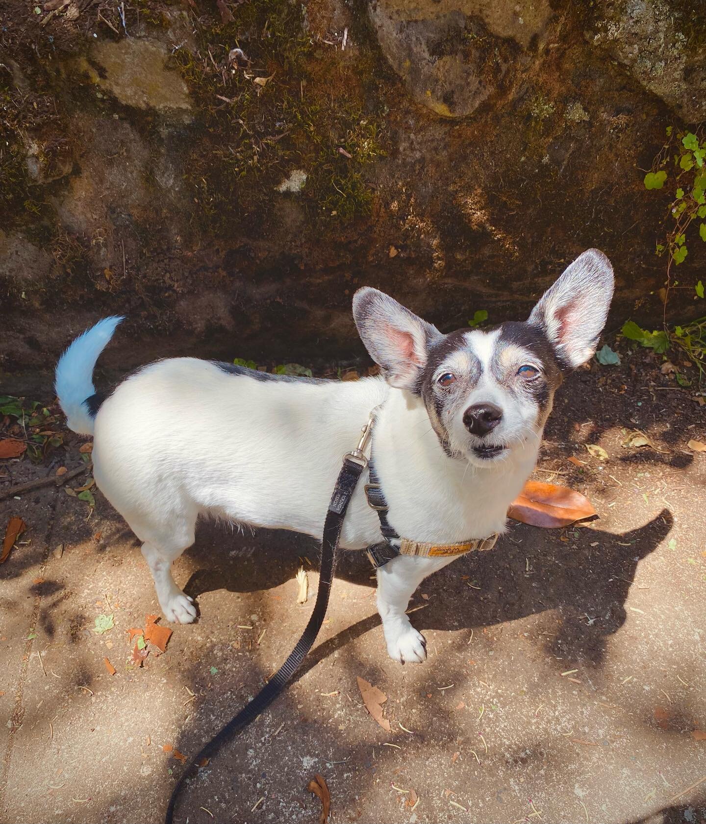 This cute little man is Boots, he is as sweet as can be! ❤️
.
.
.
#portlandoregon #portland #pdx #portlandpets #portlandpetsitter #portlanddogsitter #portlanddogwalkers #portlanddogs #portlanddog #portlanddogwalker #portlanddogadventures #portlanddog