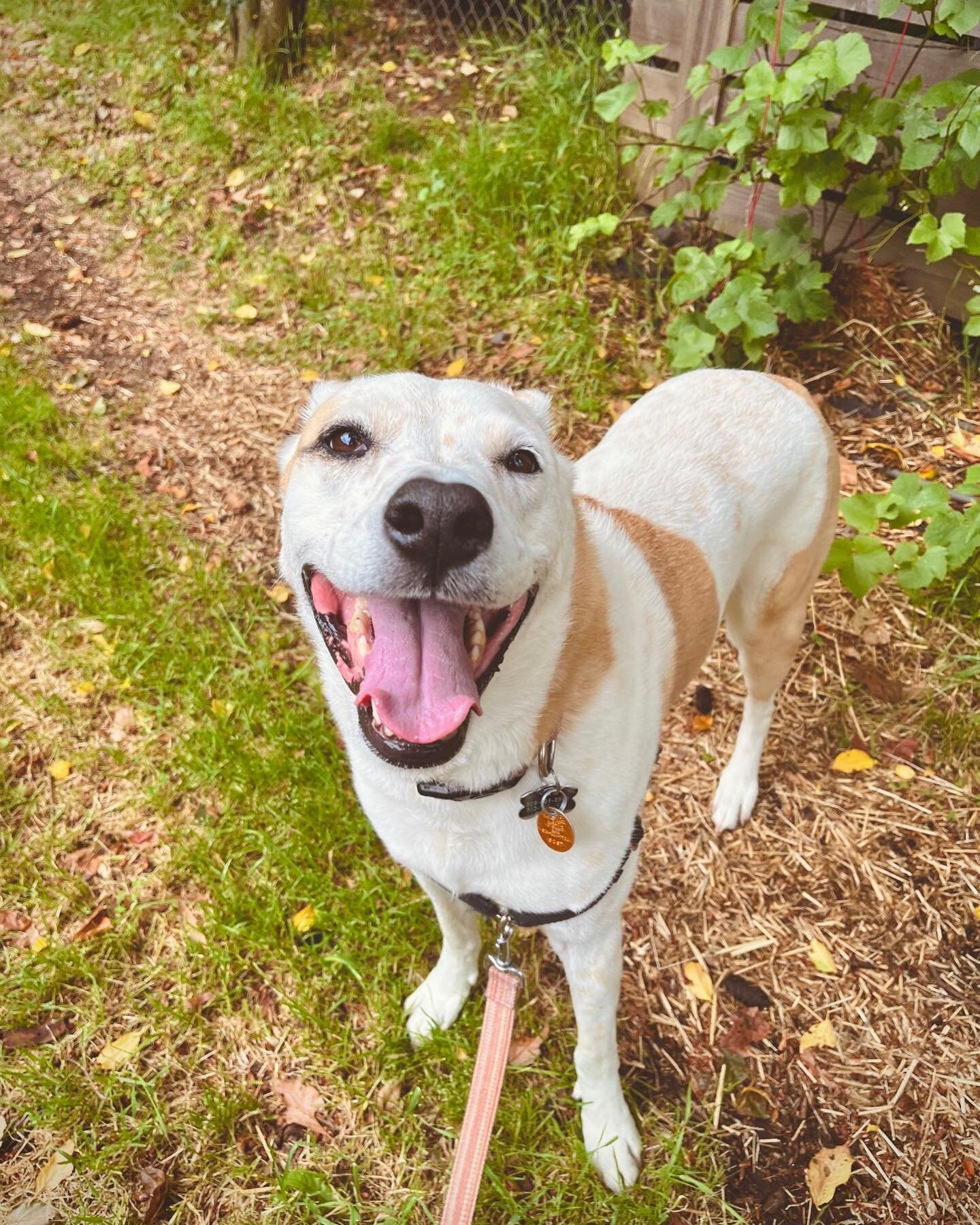 Loot at this giant smile! Pots is the happiest gal around! 💖☀️🐾
.
.
.
#portlandoregon #portland #pdx #portlandpets #portlandpetsitter #portlanddogsitter #portlanddogwalkers #portlanddogs #portlanddog #portlanddogwalker #portlanddogadventures #portl