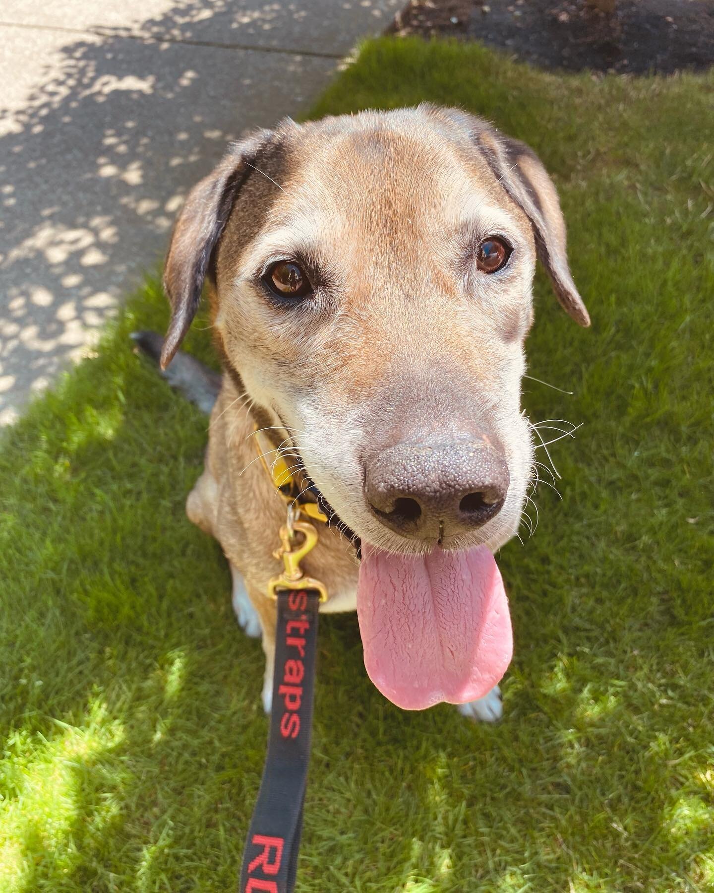 Mr. Marx! He is such a sweet ray of sunshine! ❤️☀️🐾
.
.
.
#portlandoregon #portland #pdx #portlandpets #portlandpetsitter #portlanddogsitter #portlanddogwalkers #portlanddogs #portlanddog #portlanddogwalker #portlanddogadventures #portlanddoglovers 