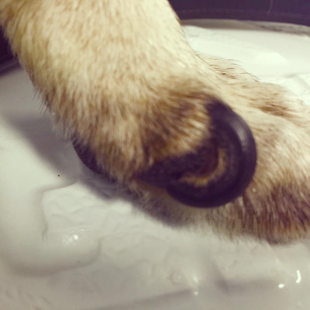 B8_KA-NIQAExmuR.jpg large.jpg