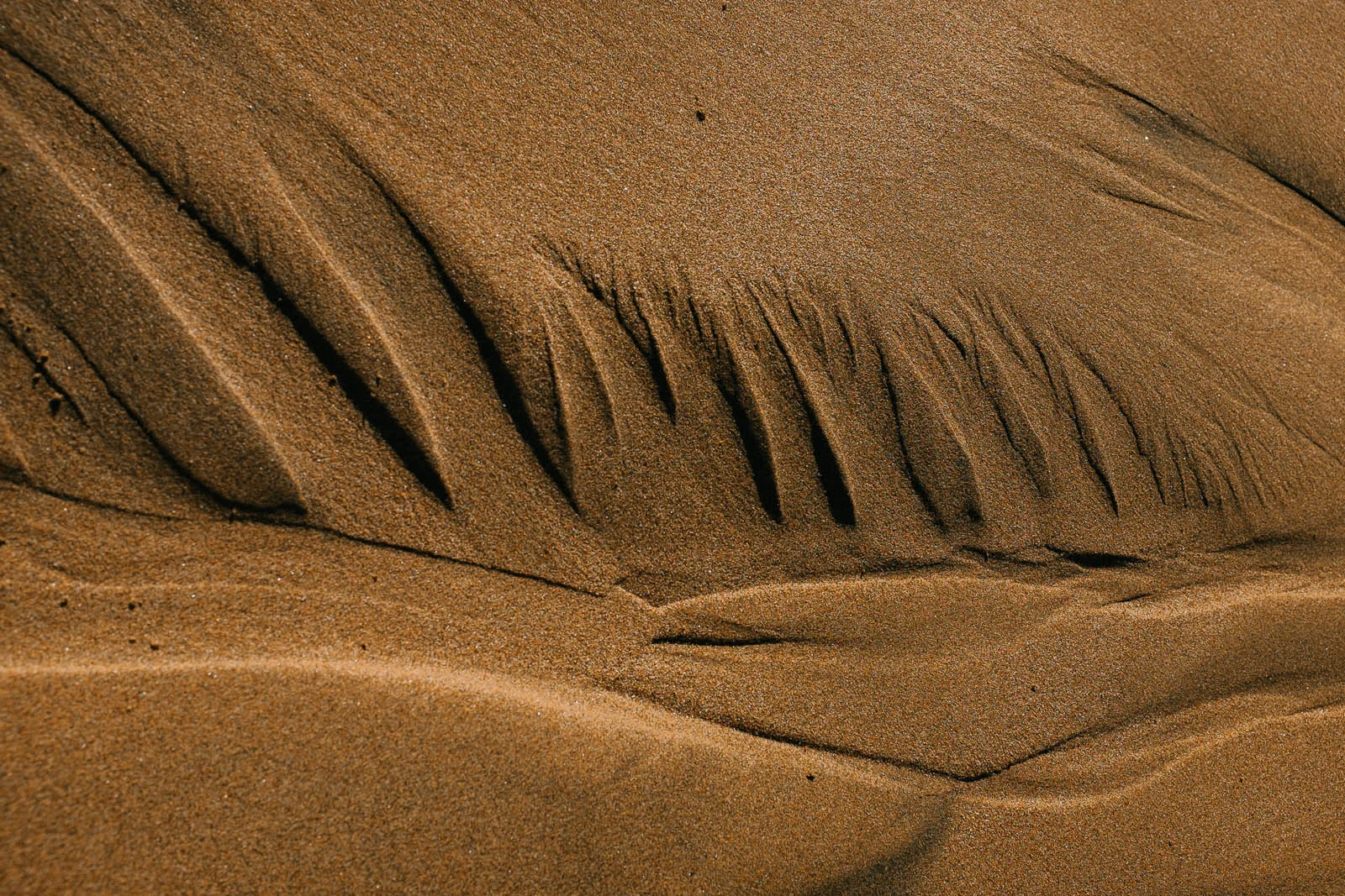 Seeing Sand (1 of 15).jpg