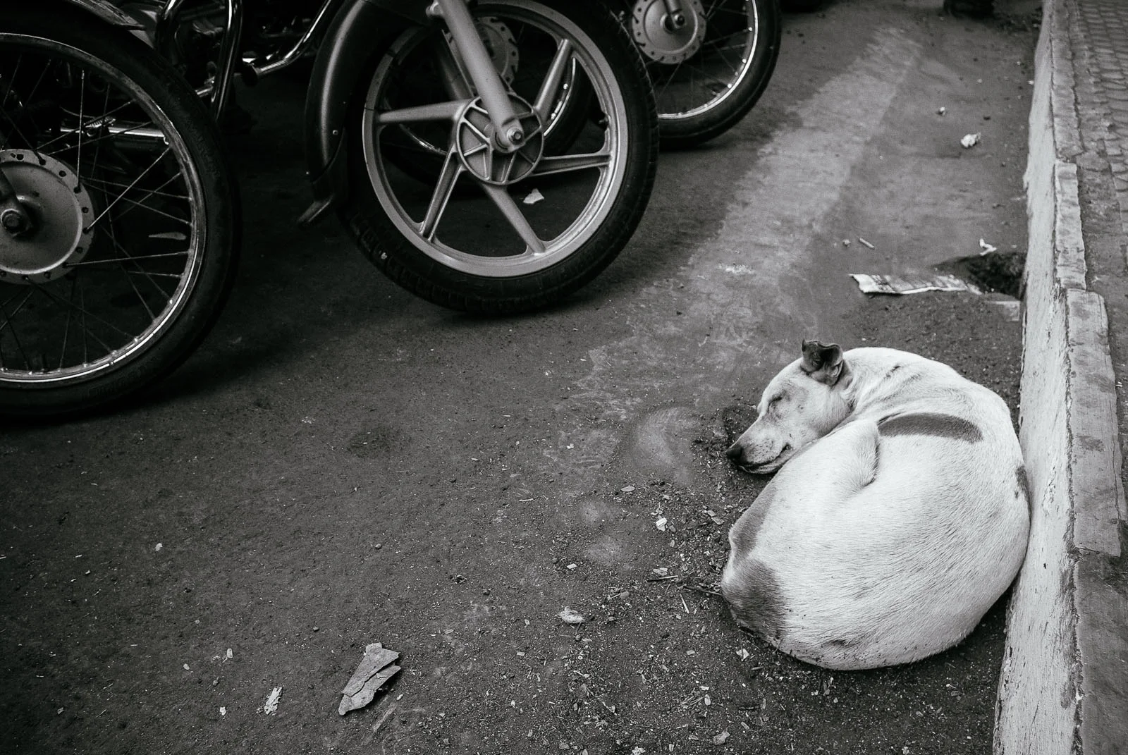 Wheels of Dreams-1.jpg