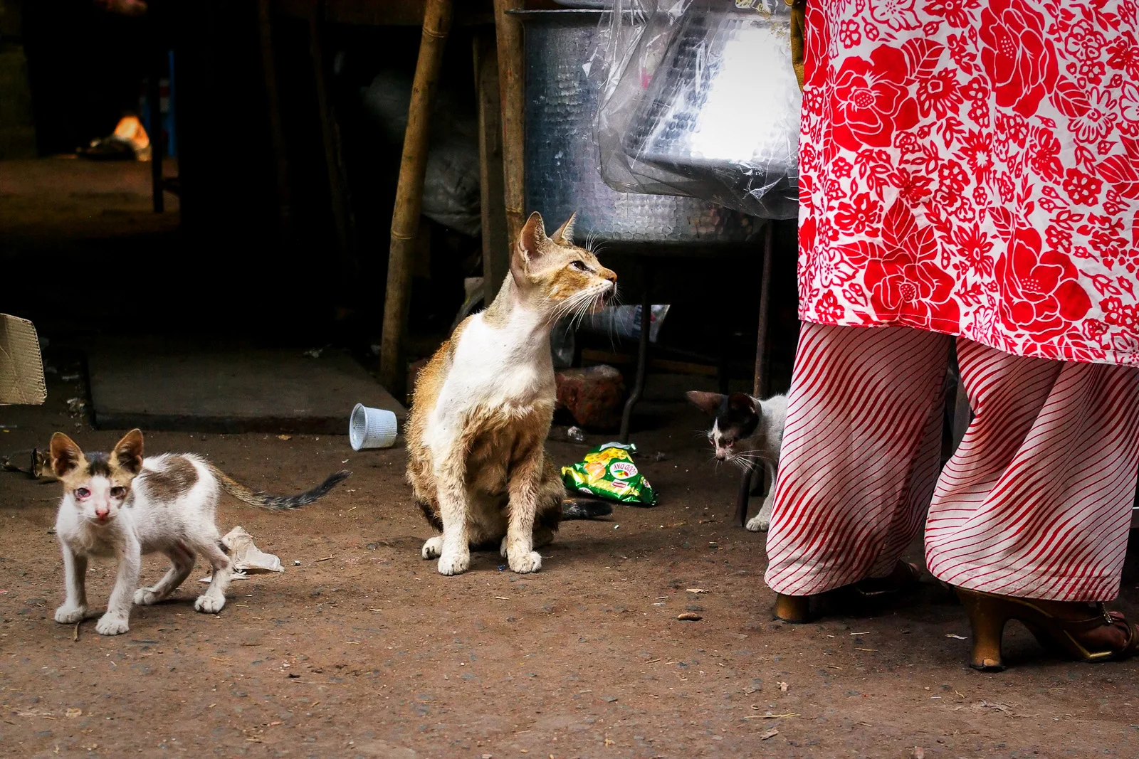 Cat Family-1.jpg