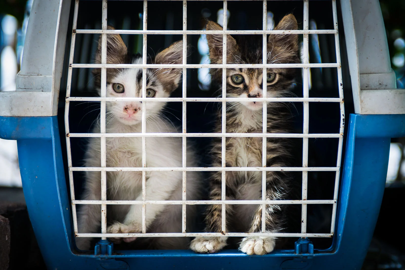 kitten kennel (1 of 1).jpg