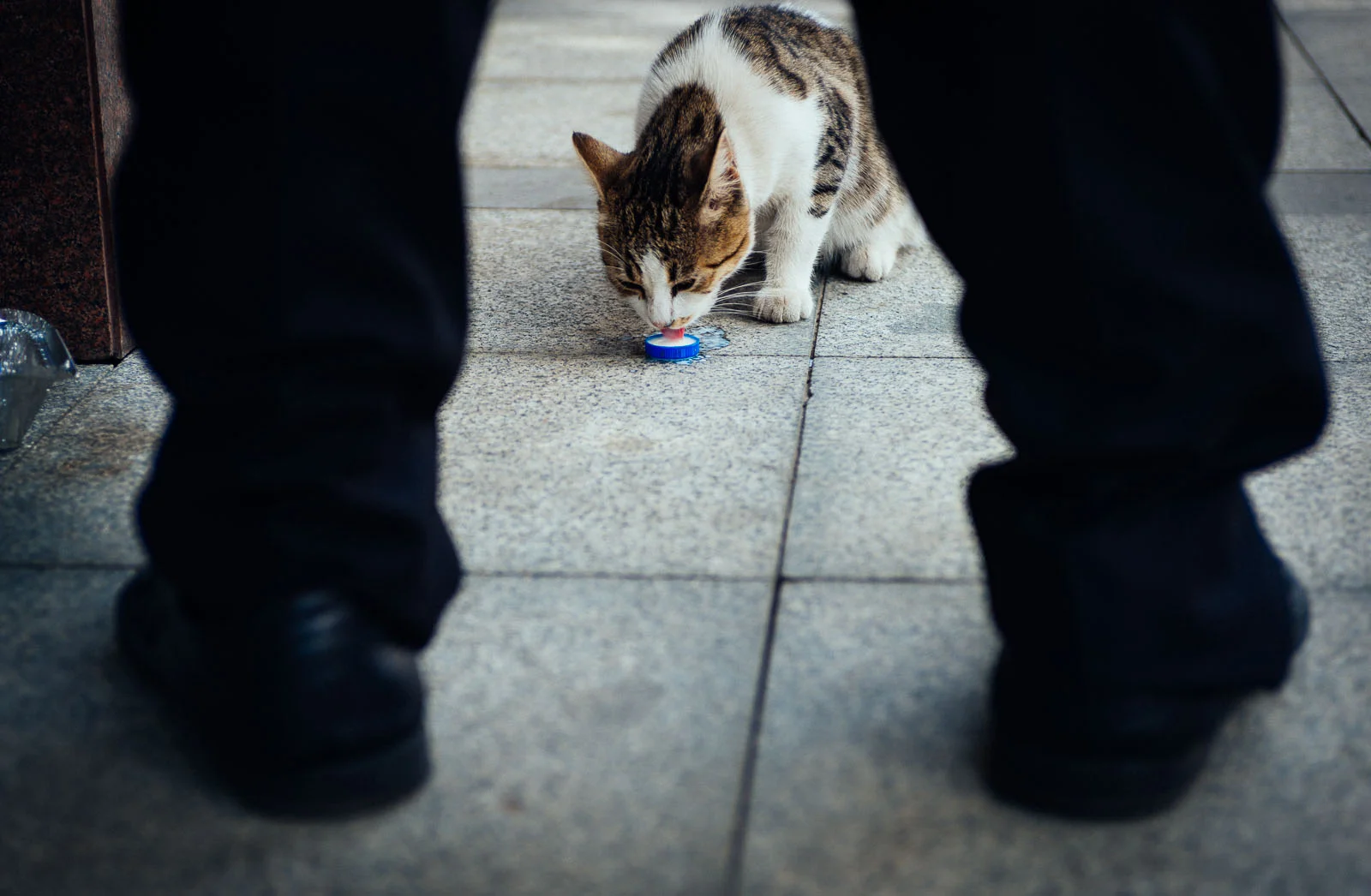 Cap of Milk (1 of 1).jpg