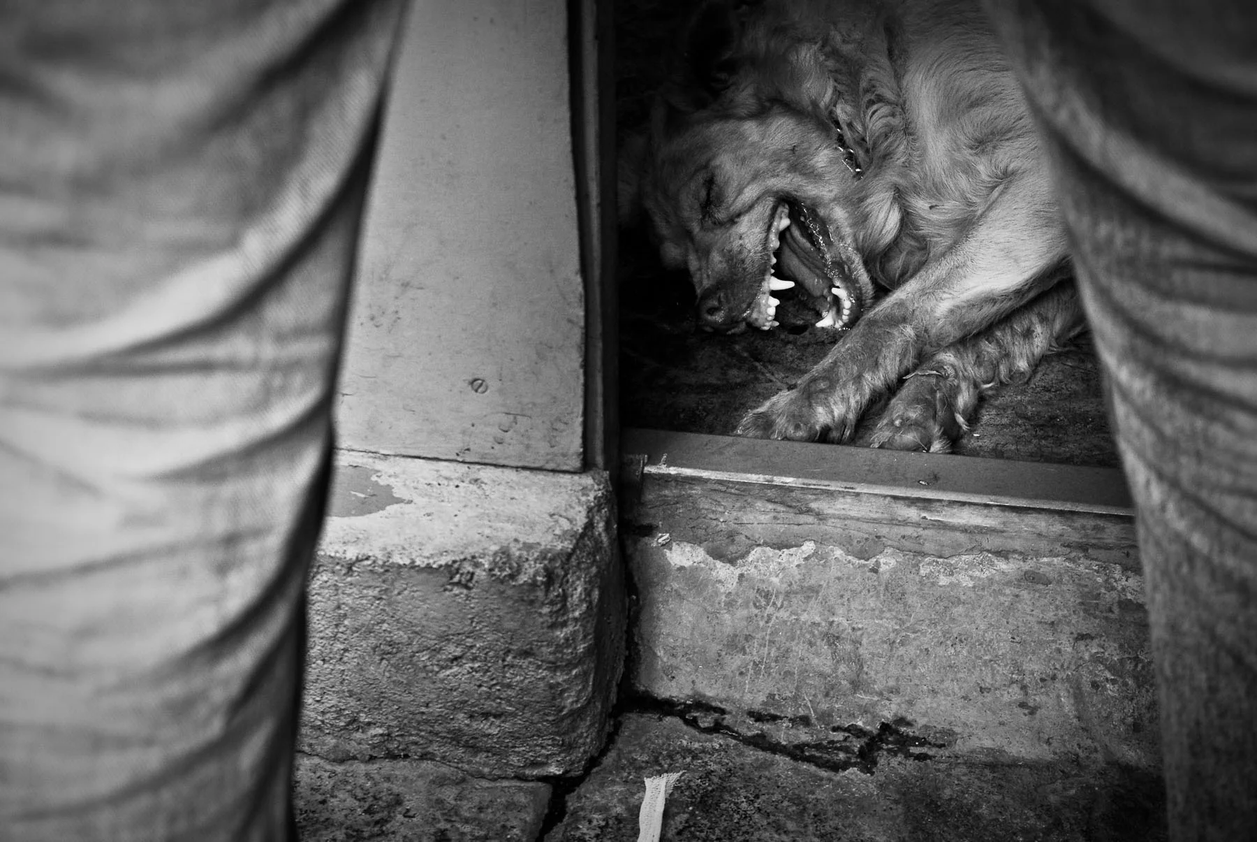 Sedated-1.jpg