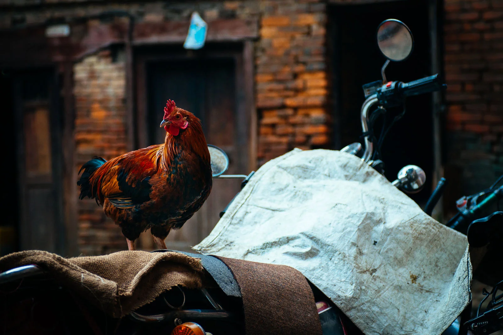 Rooster Swatch (1 of 1).jpg