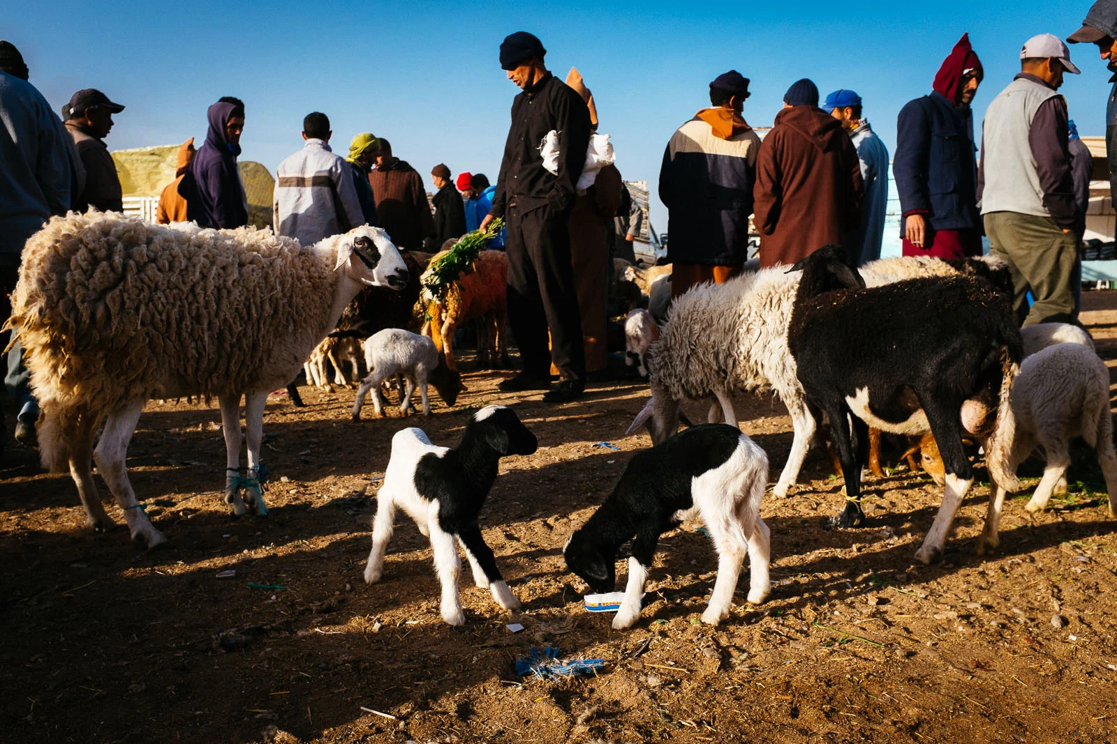 Salt and Pepper Goats (1 of 1).jpg