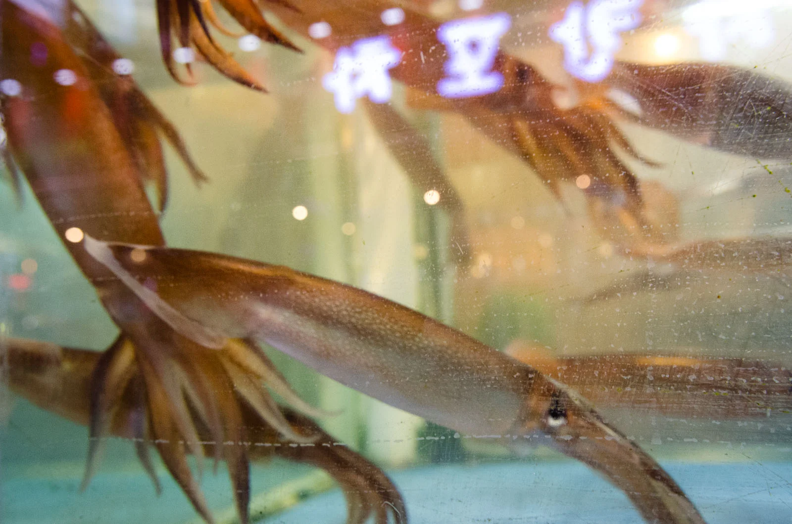 Squid Reflections (1 of 1).jpg