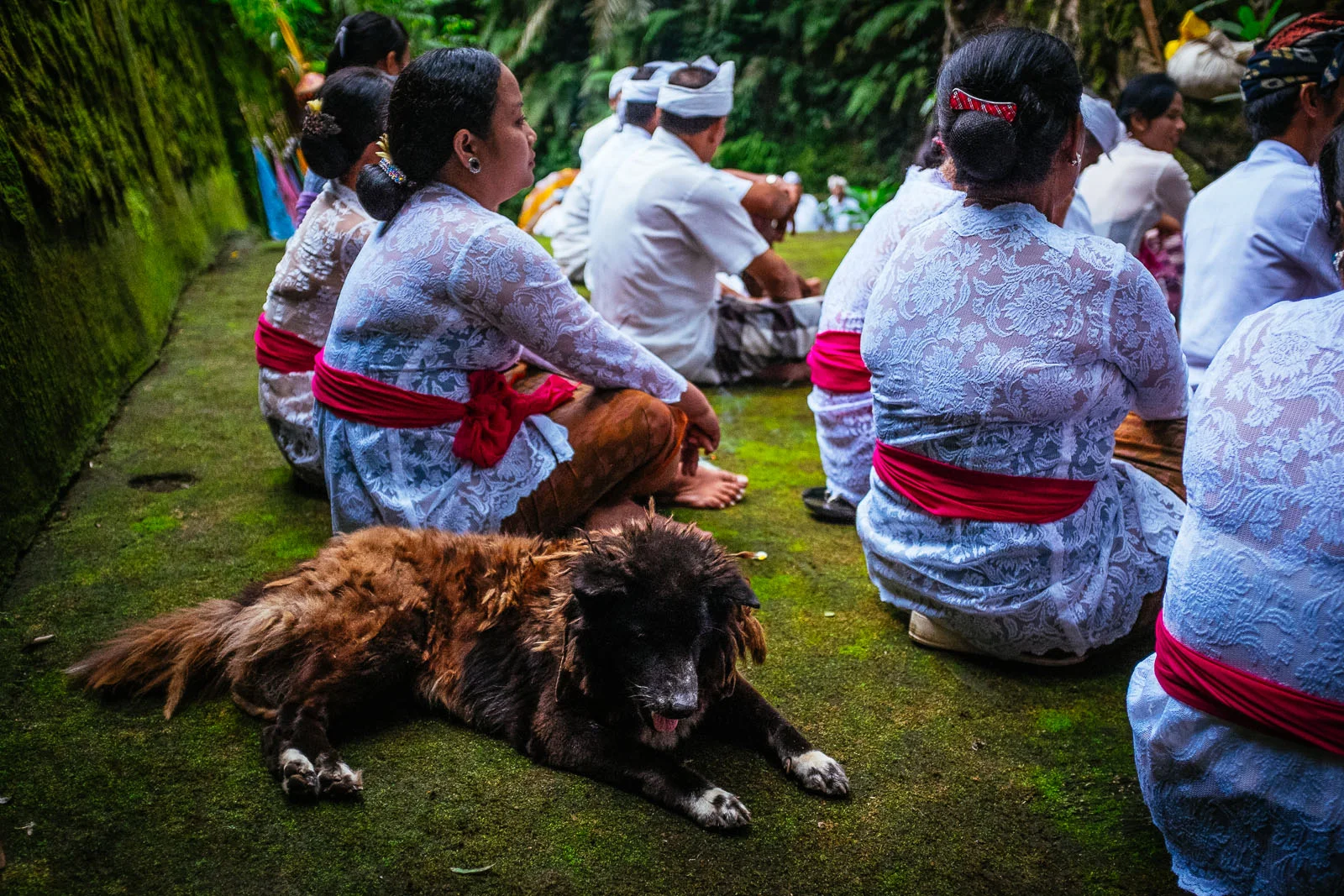 Dreadlock Dog (1 of 1).jpg
