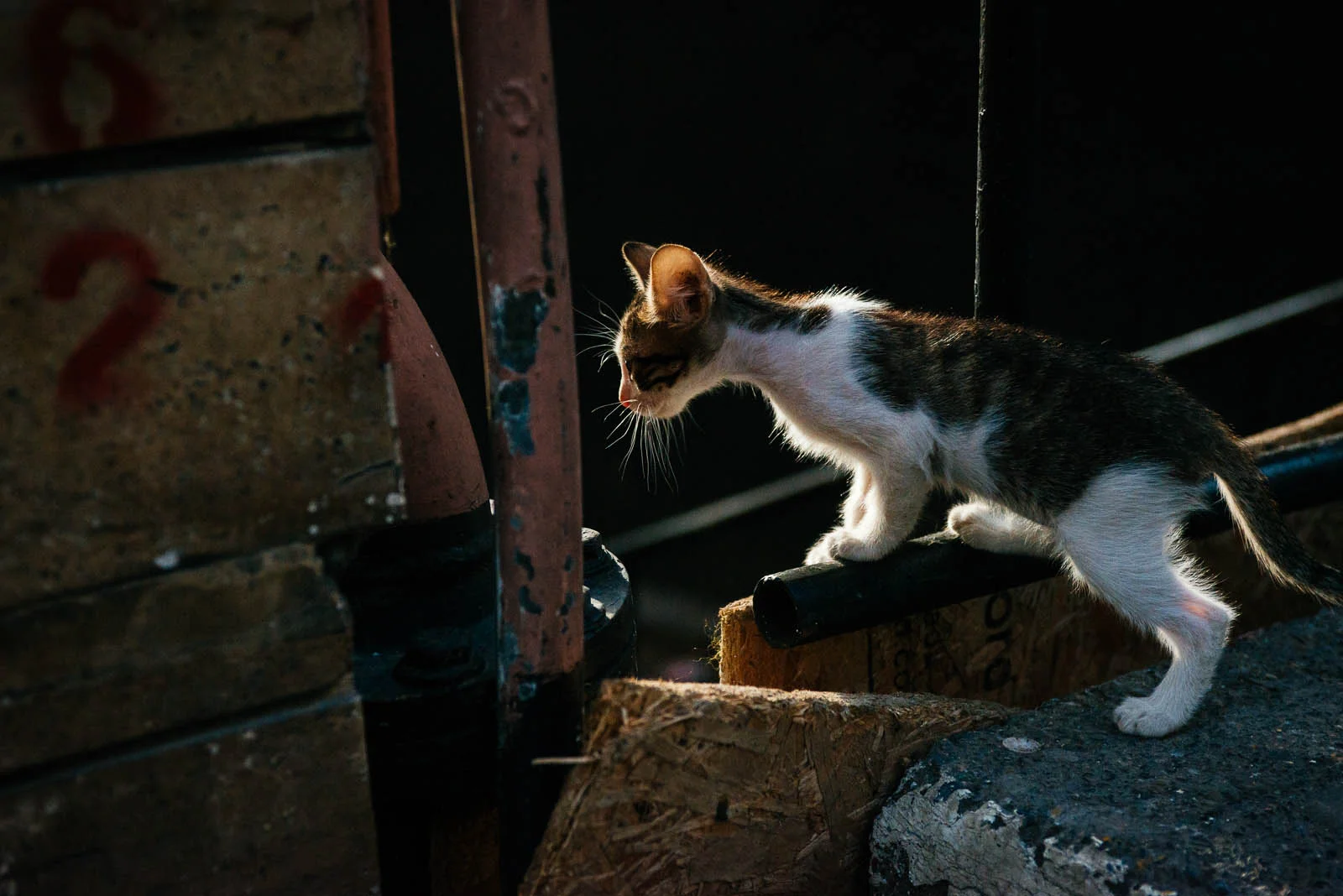 Kittylight (1 of 1).jpg