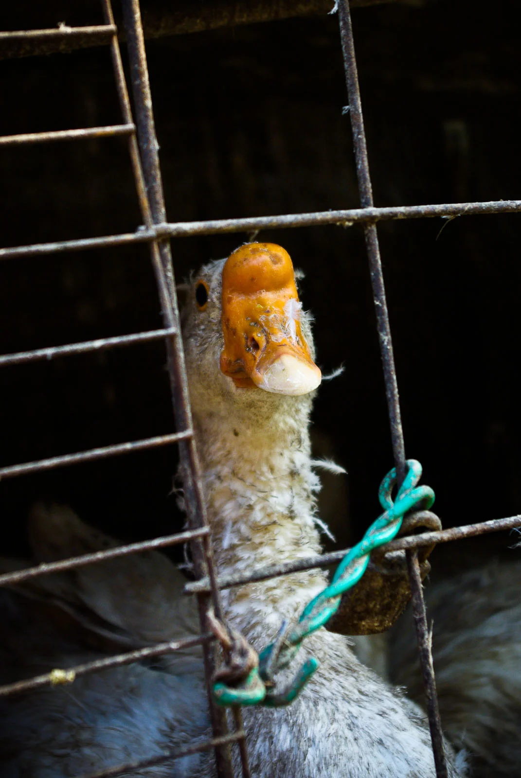 The Lives Among Us - China-1.jpg