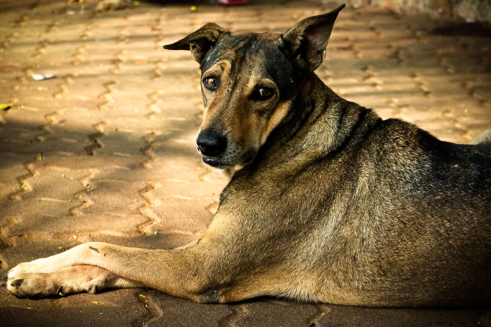 Dog Portrait-1.jpg