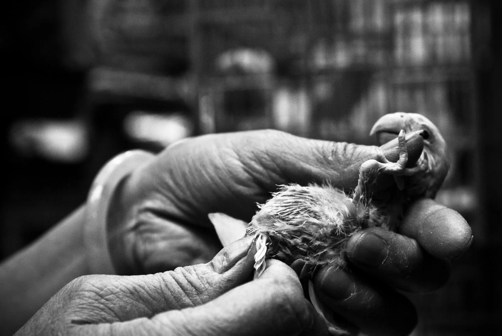 Bird In Hand (1 of 1).jpg