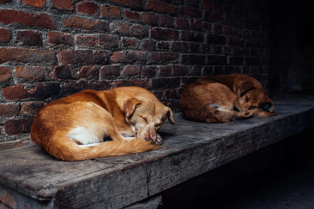 Prints 4 Nepal web-12.jpg