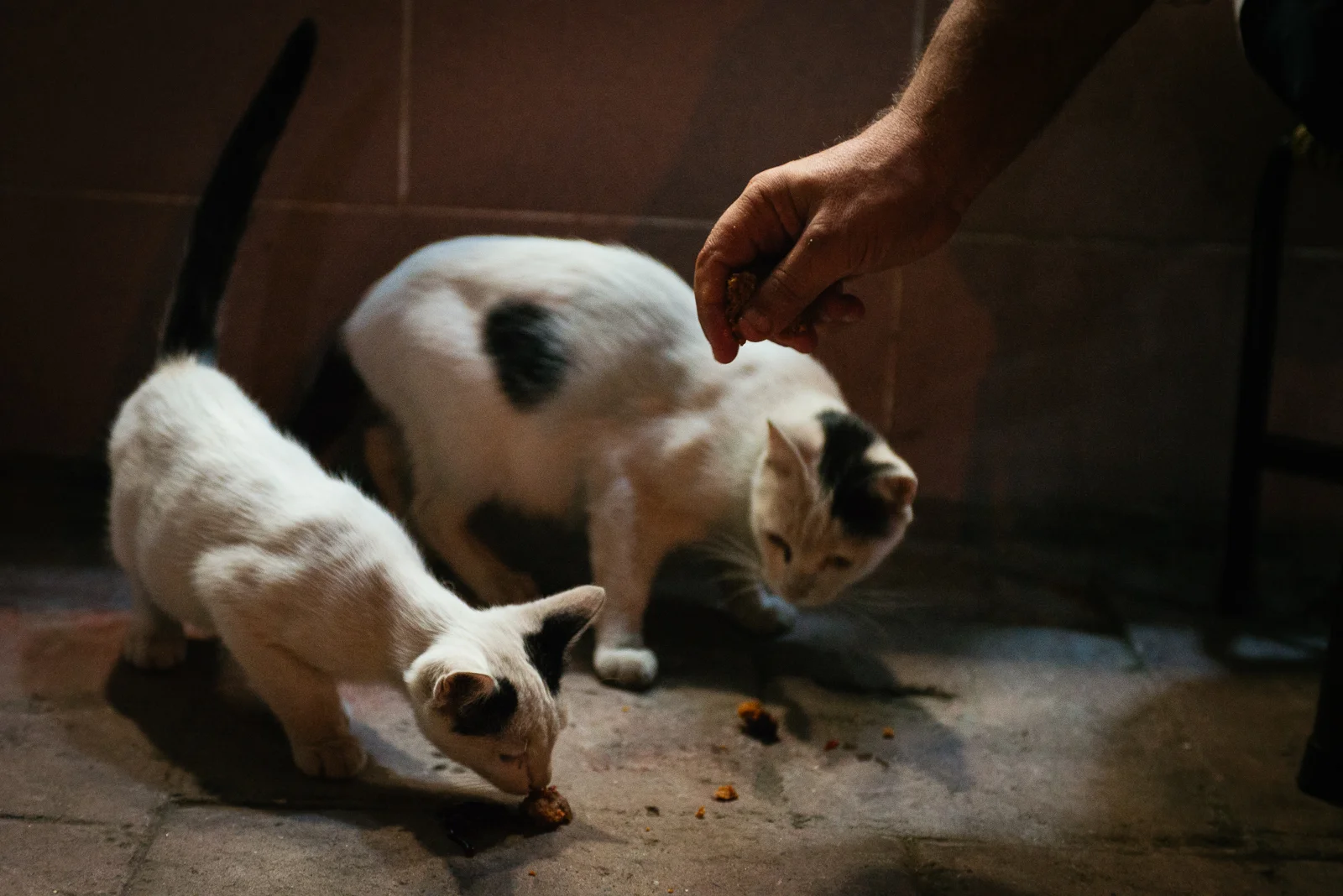 Feeding Cats (1 of 1).jpg