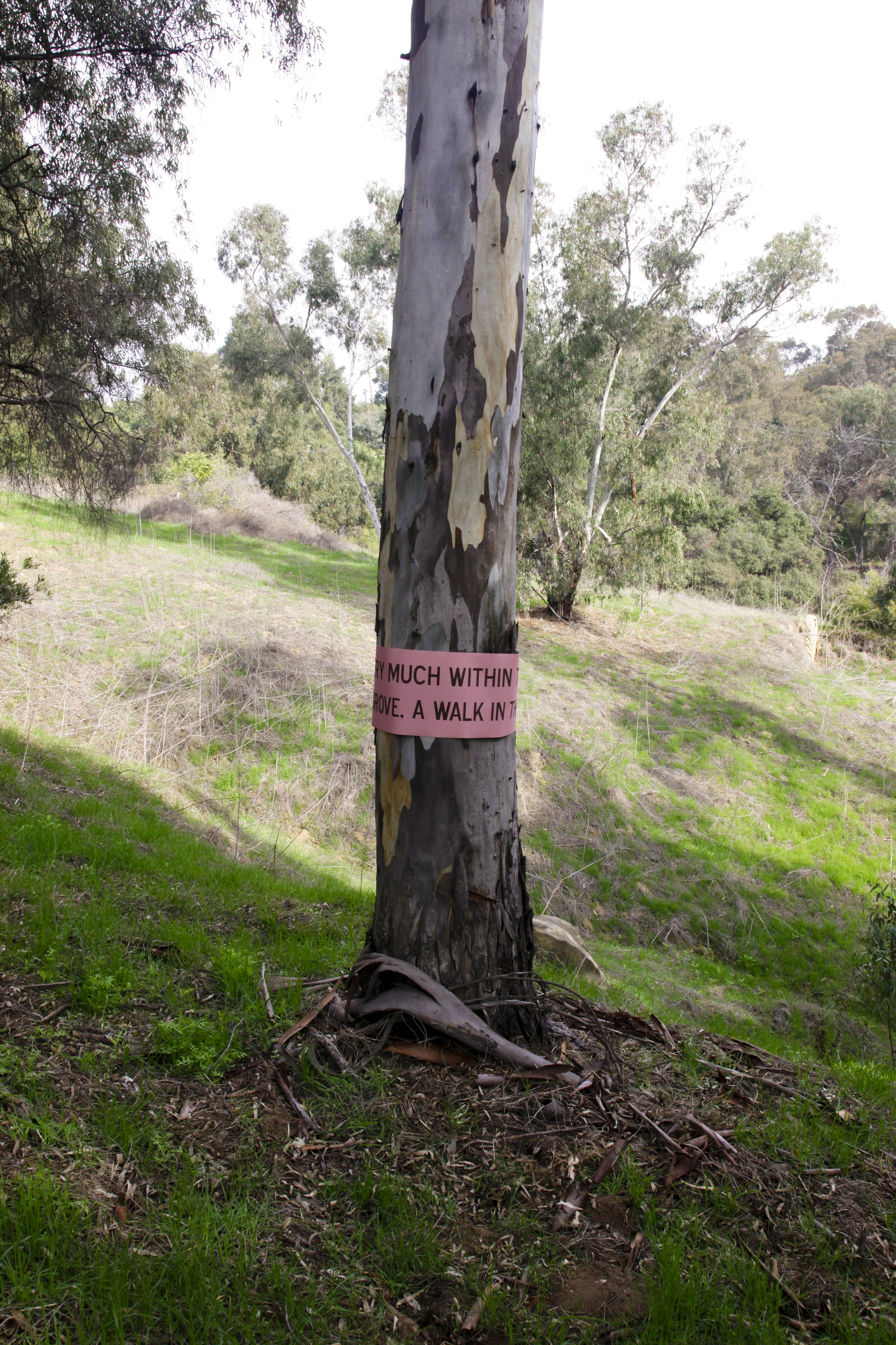 Eucalyptus Carvers: A public art intervention in Elysian Park
