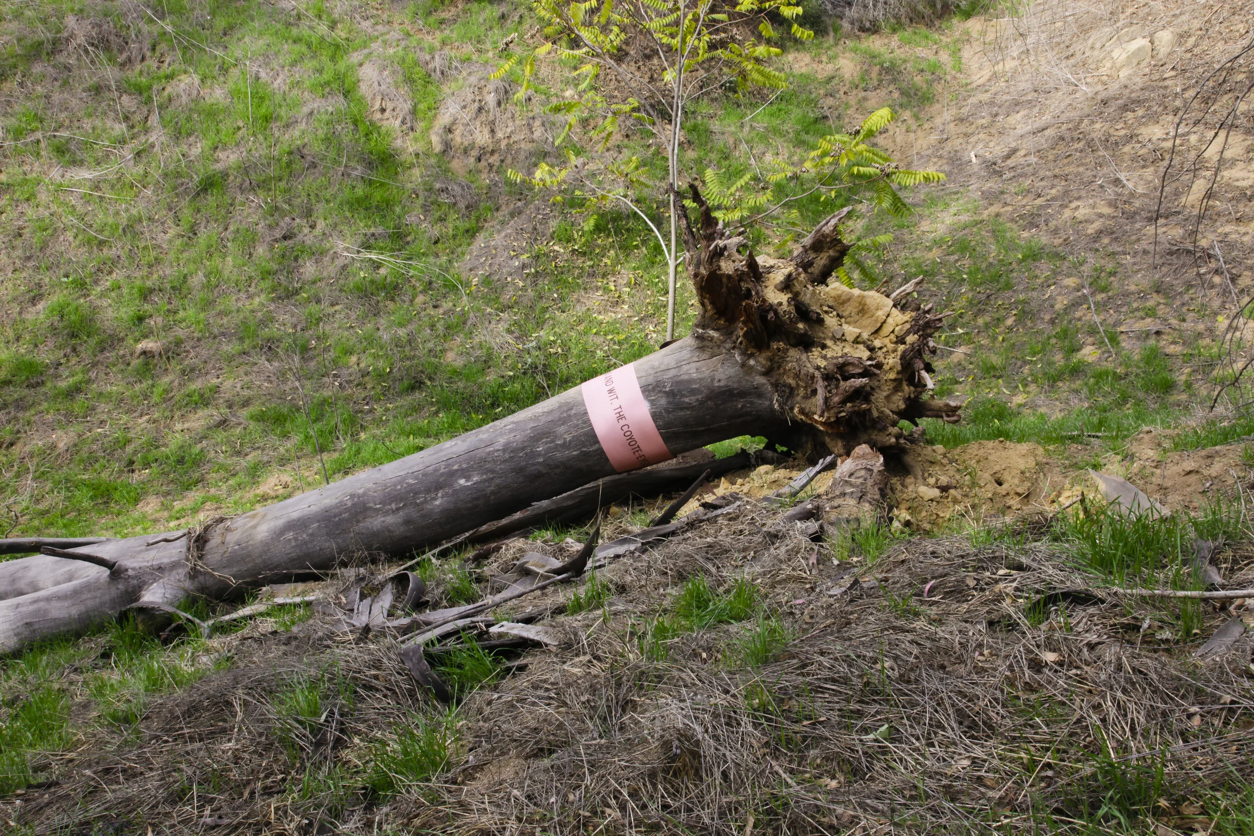 Eucalyptus Carvers: A public art intervention in Elysian Park, 1