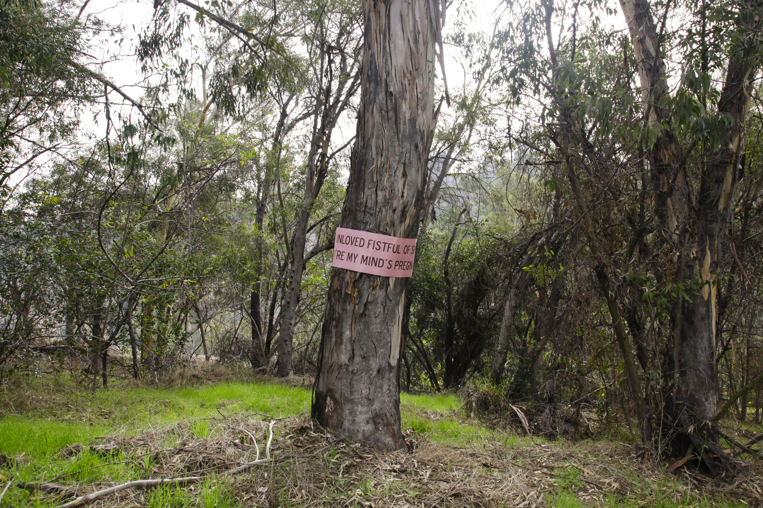 Eucalyptus Carvers: A public art intervention in Elysian Park, 1