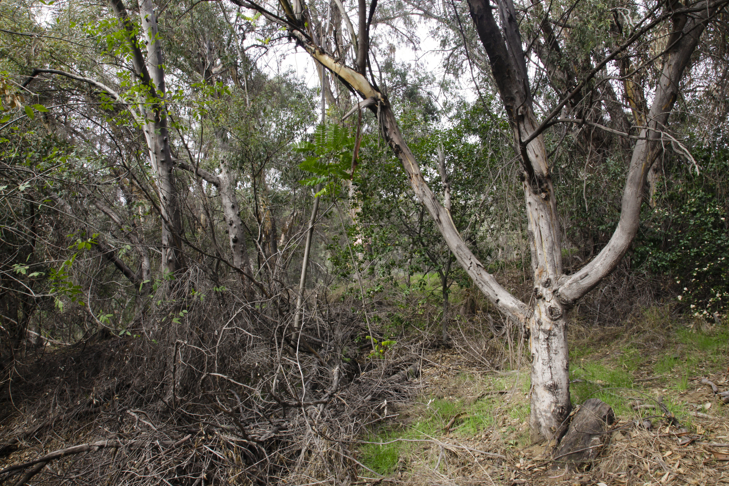 Eucalyptus Carvers: A public art intervention in Elysian Park, 1