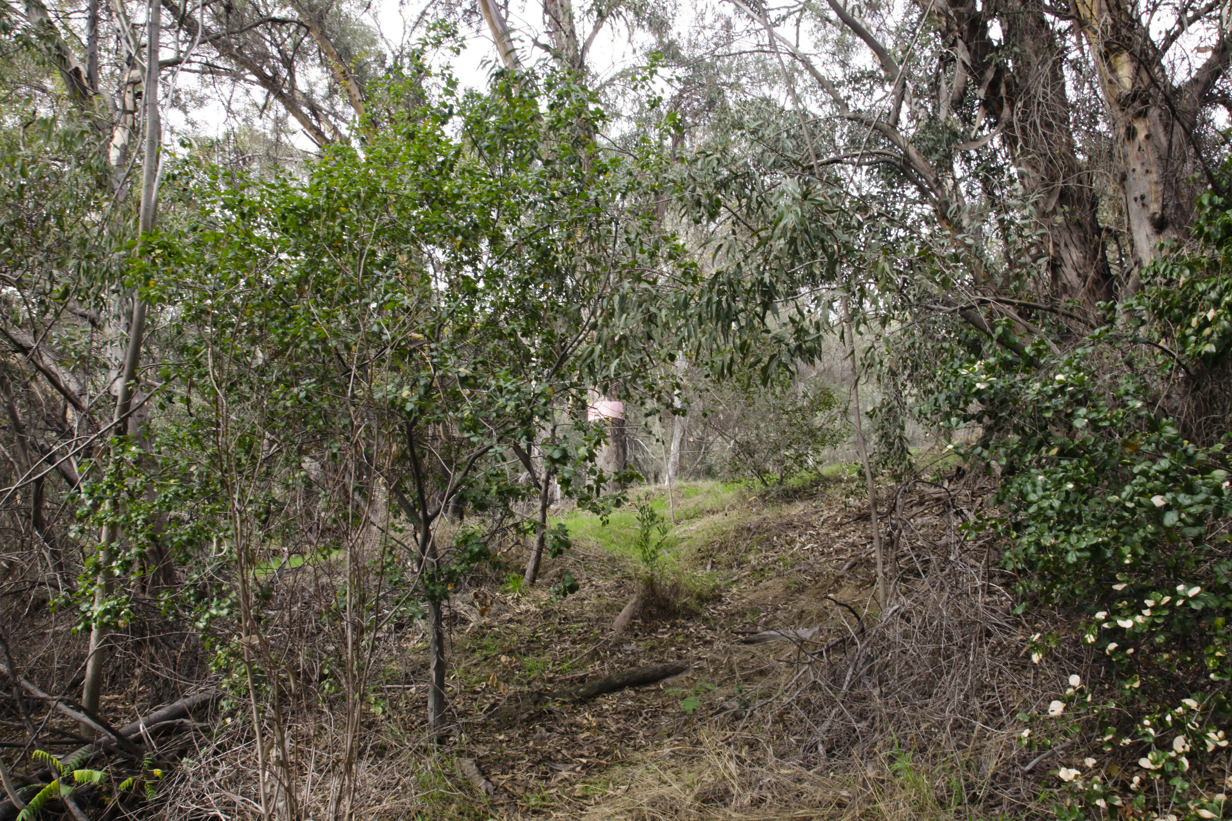Eucalyptus Carvers: A public art intervention in Elysian Park, 1