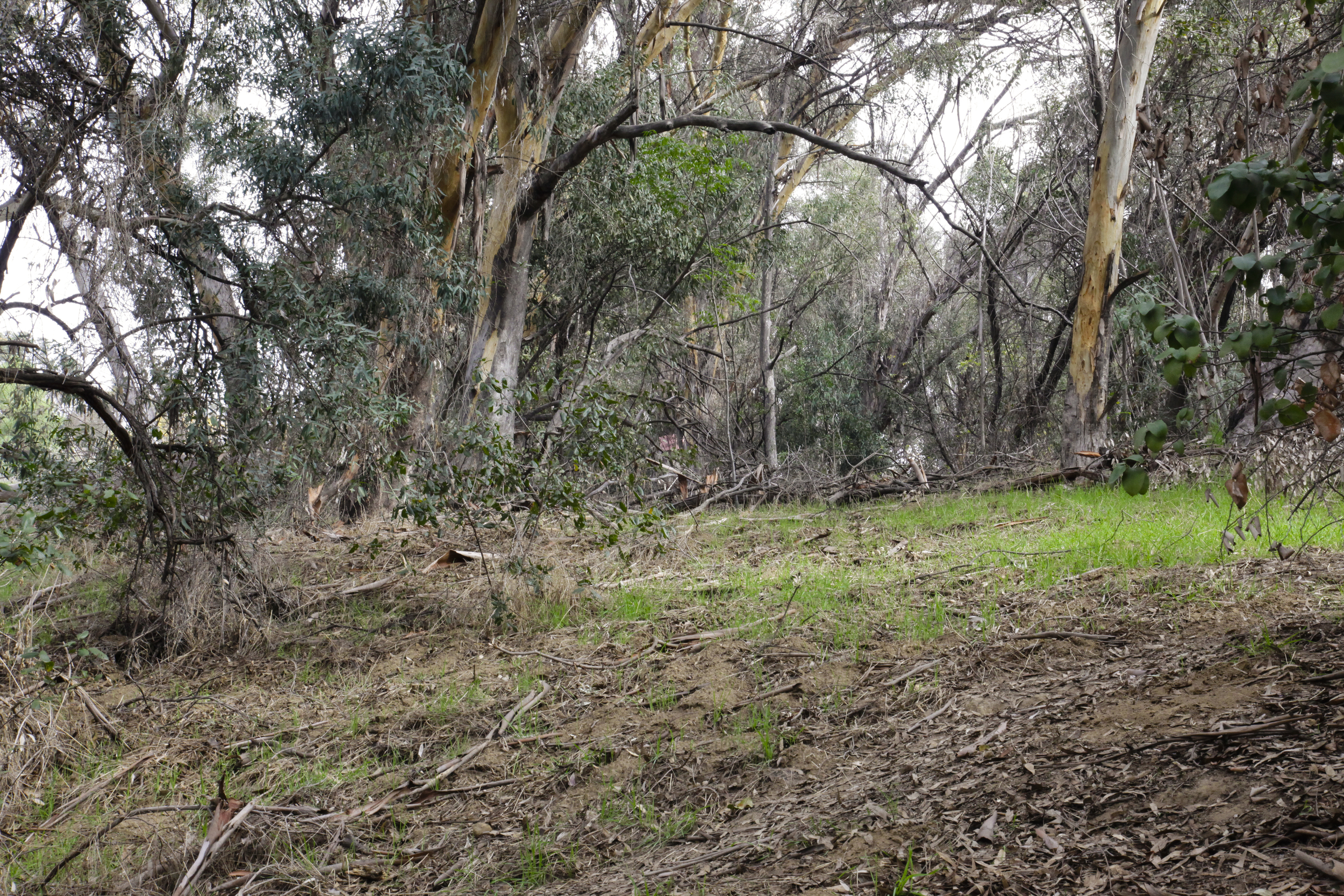 Eucalyptus Carvers: A public art intervention in Elysian Park, 1