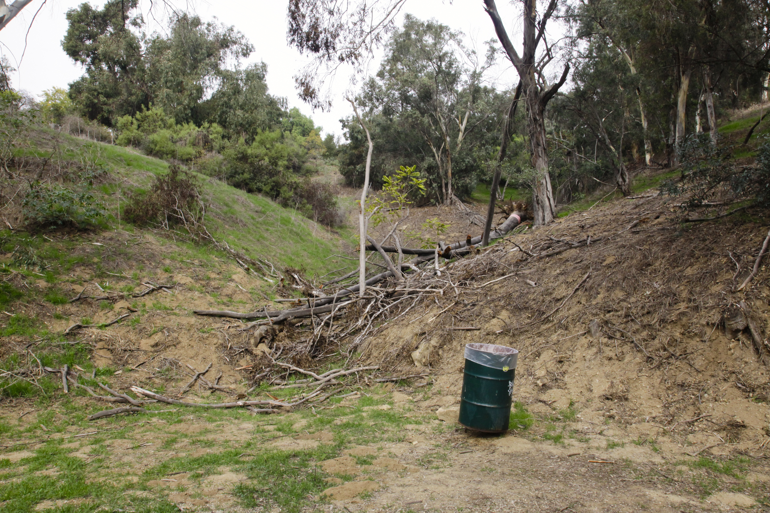 Eucalyptus Carvers: A public art intervention in Elysian Park, 1