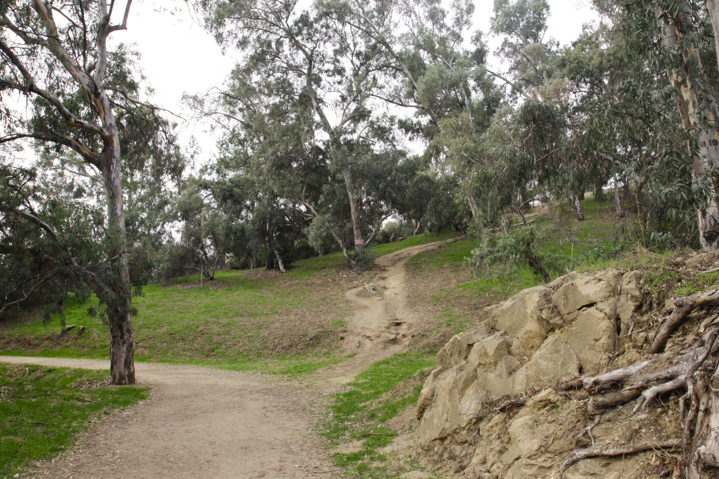 Eucalyptus Carvers: A public art intervention in Elysian Park, 1