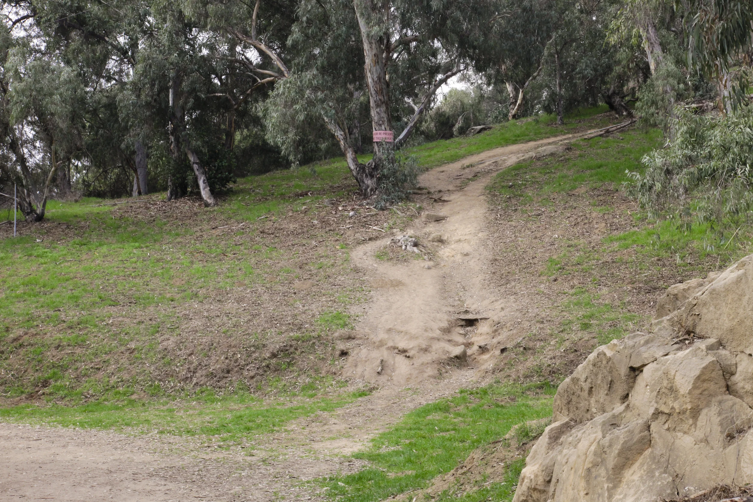 Eucalyptus Carvers: A public art intervention in Elysian Park, 1
