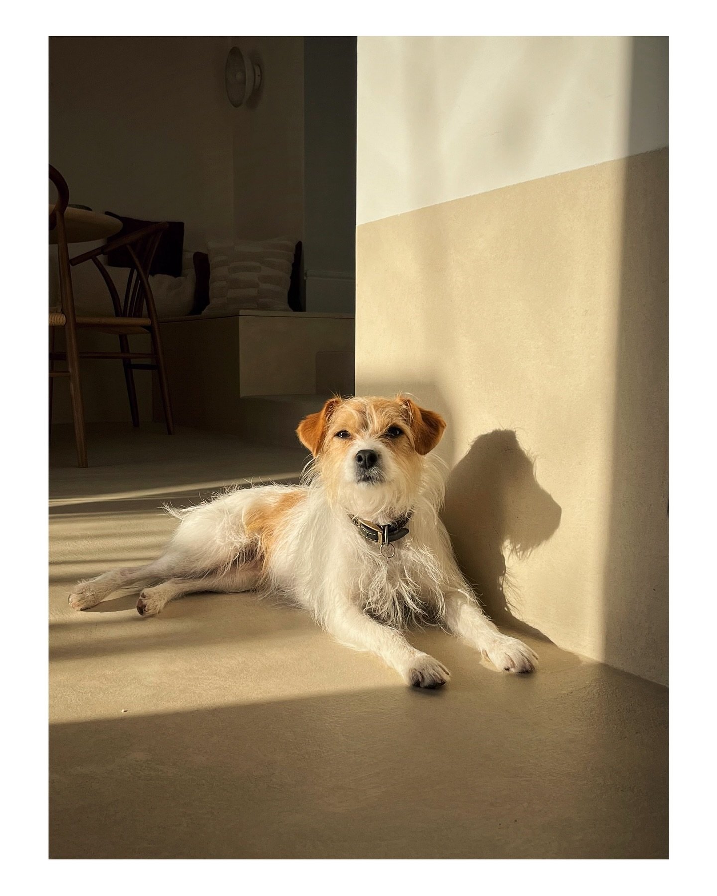 BTS / Norah assisting with @house_of_logan 
-
#interior #rescuedog #dogsofinstagram #dogphotographerlondon #naturalinterior #interiordesignlondon #rescuerommie #rommierescue #terrierrescue #terrierlove