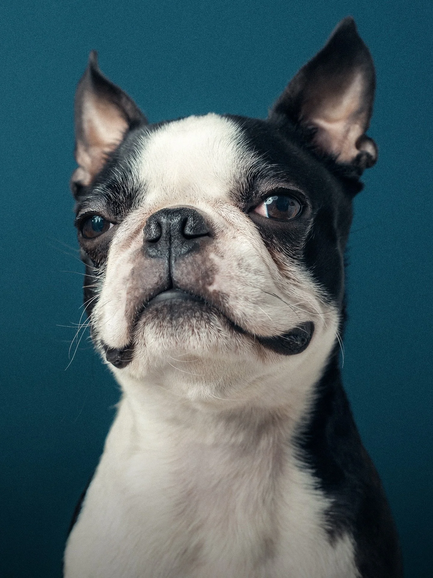 I&rsquo;ve been working on this project for a while now - @thedogsbyalex - and I&rsquo;m proud of where it&rsquo;s at, having finally added in my dog training offerings, something I should have done a long time ago. 

If you know anyone who has a dog