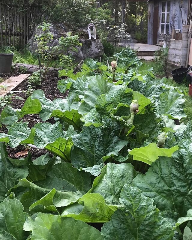 Rhubarb in the woods...I&rsquo;m very happy with my rhubarb land..after some years of dividing, moving it, trying to find the right place for it, and making more plants, I can now make quite a decent harvest..even enough so that I can freeze some,and