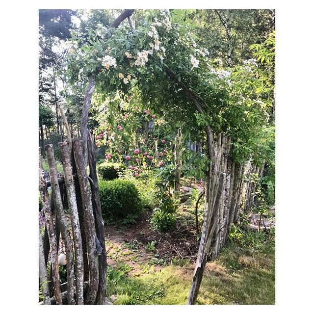Right now..the garden is a magic place..#herbgarden#summerlove
