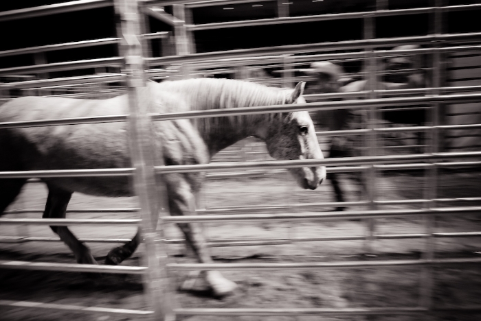 Credit: Jo-Anne McArthur, weanimals.org