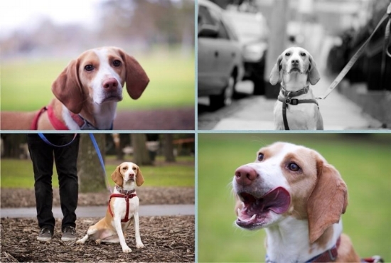 Nala - one of our clients
