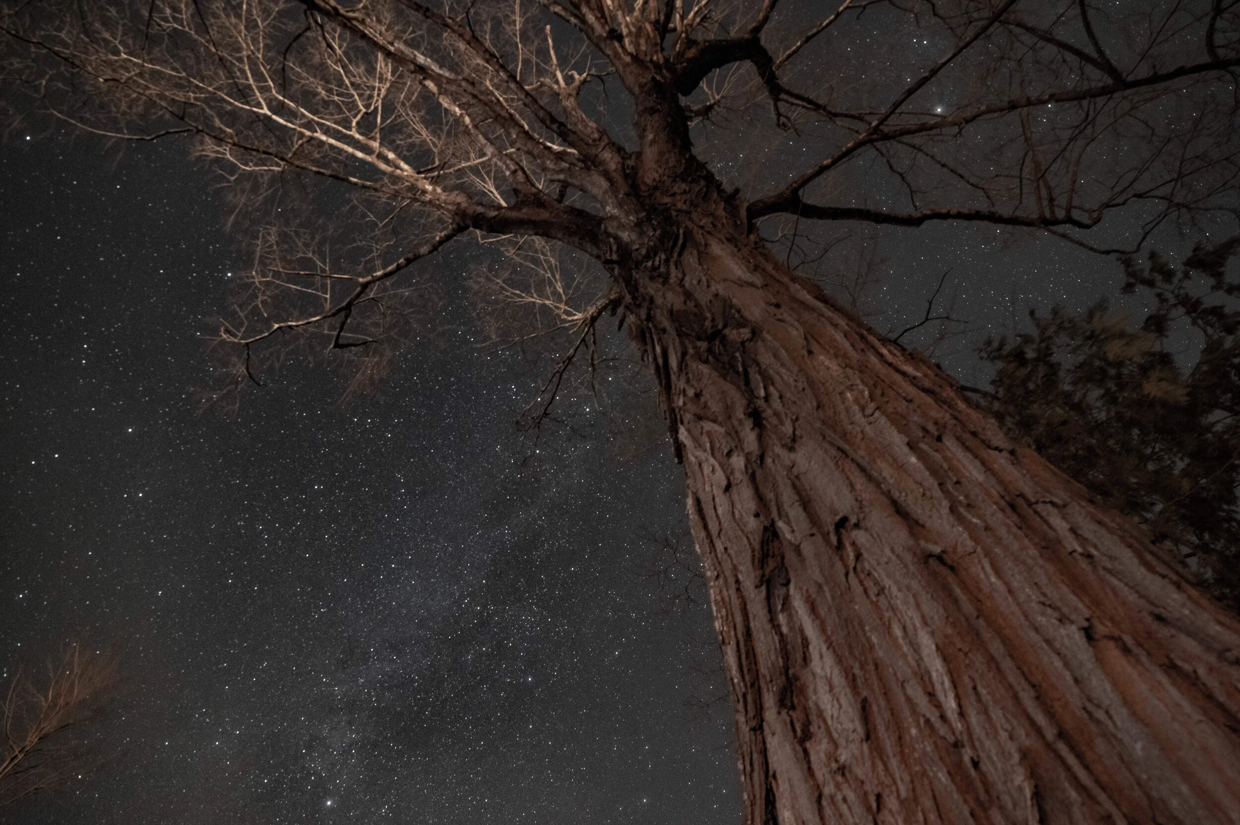 Long Exposure Star Field in Winter