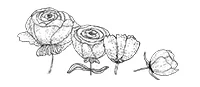ROSES_SKETCH2.jpg