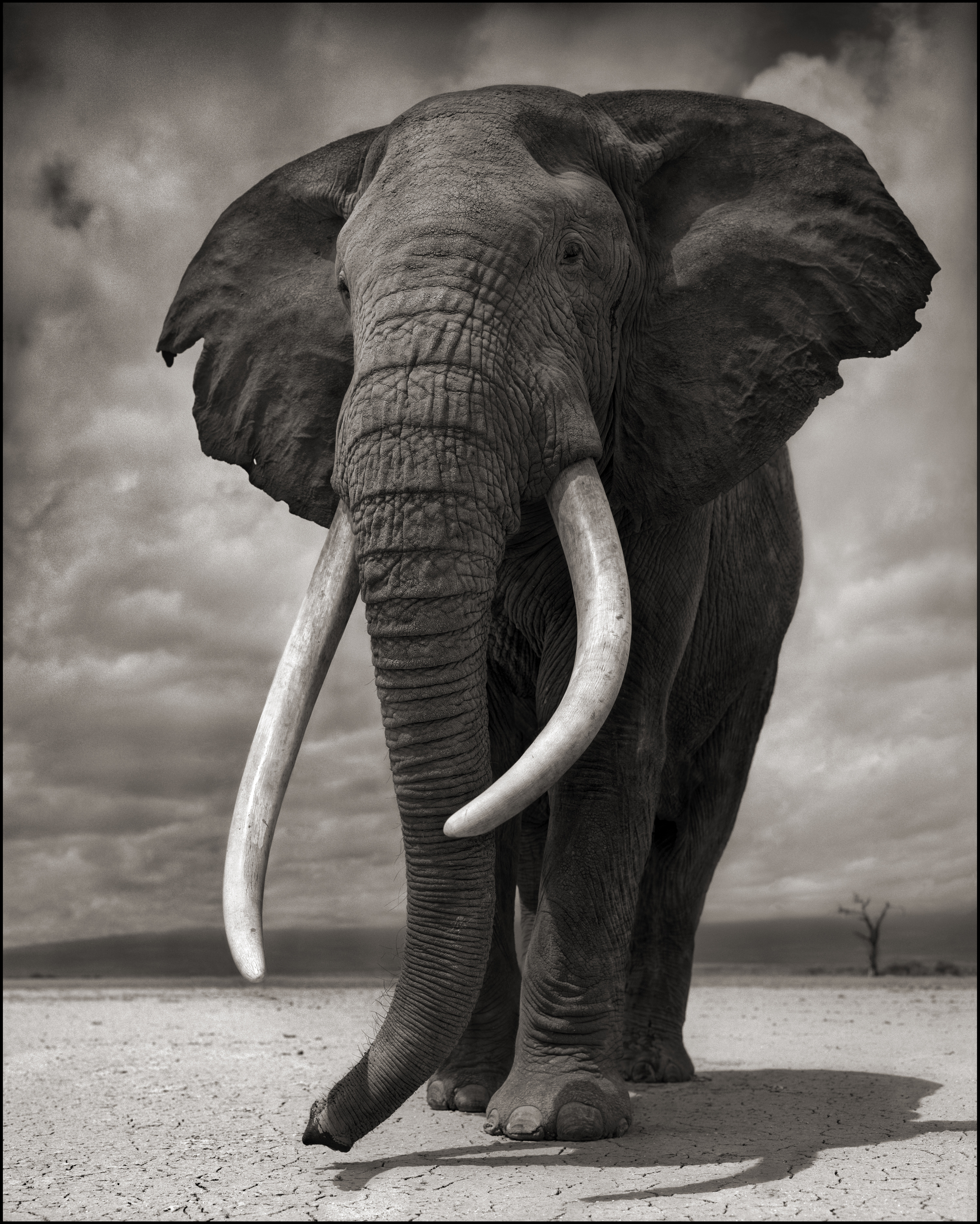 Elephant on Bare Earth 10inW.jpg