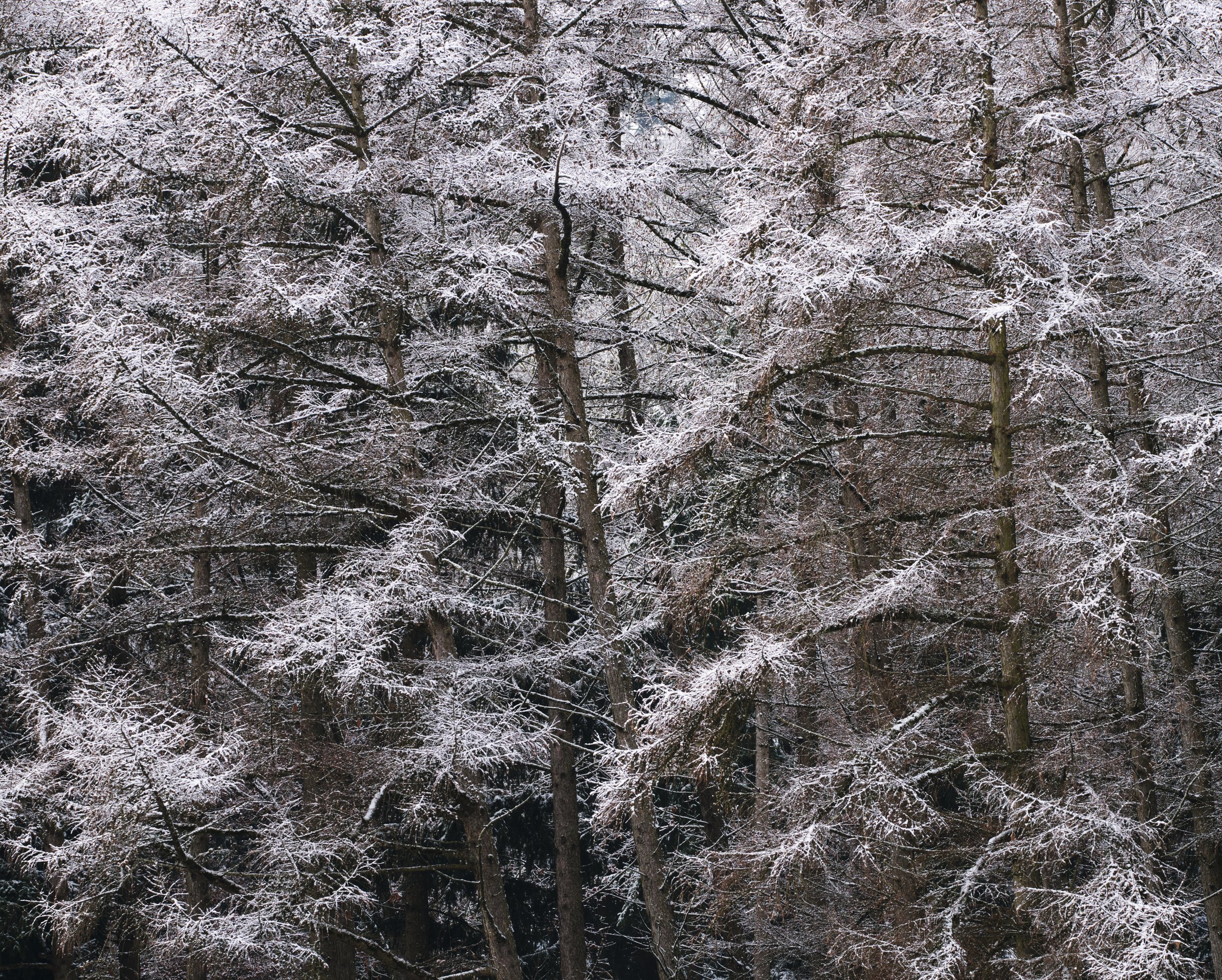 Winterwald