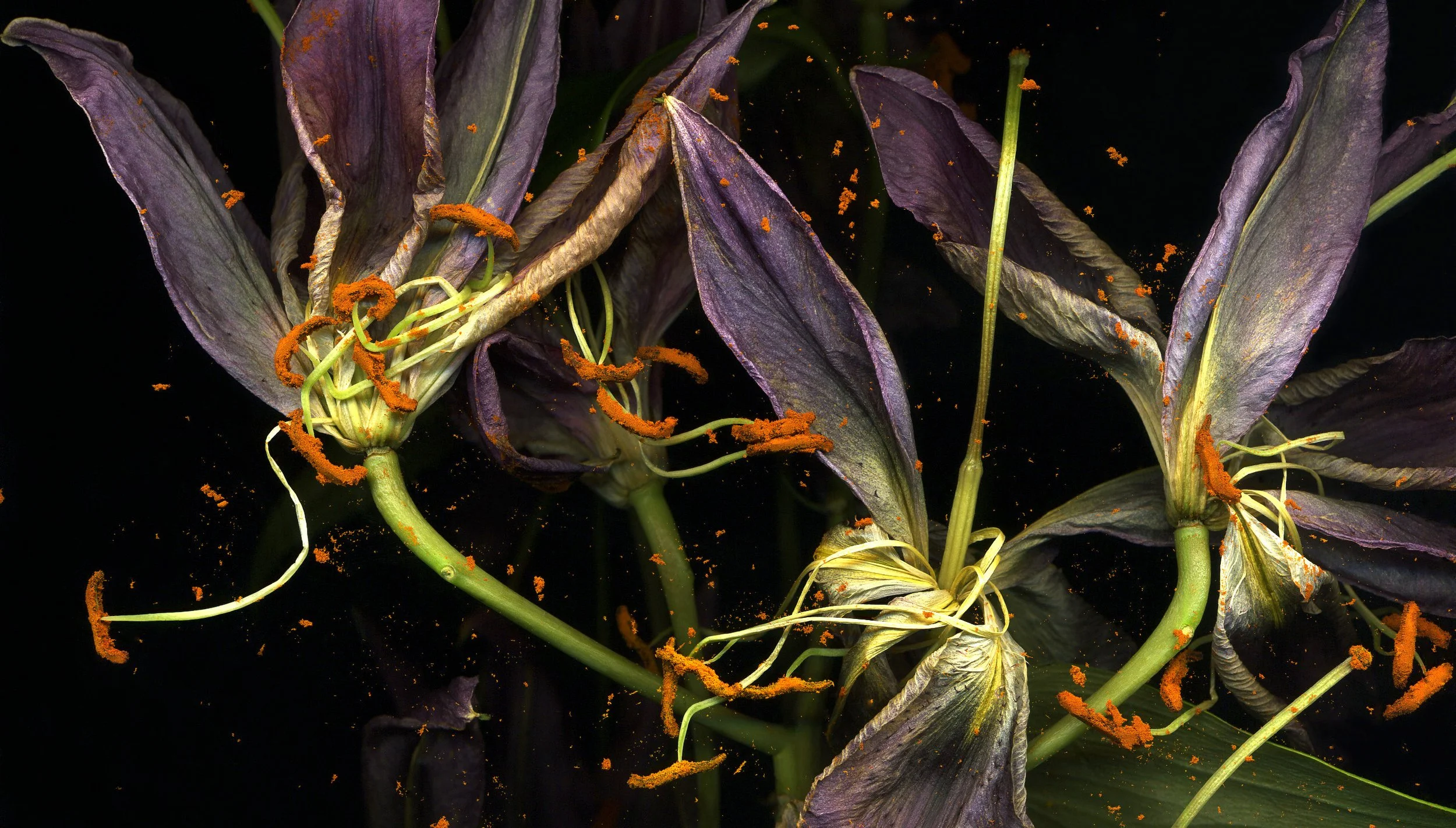 Danse macabre_Liliom_2019_70x50 cm_Photography_Michaela Bruckmüller_crop.jpg