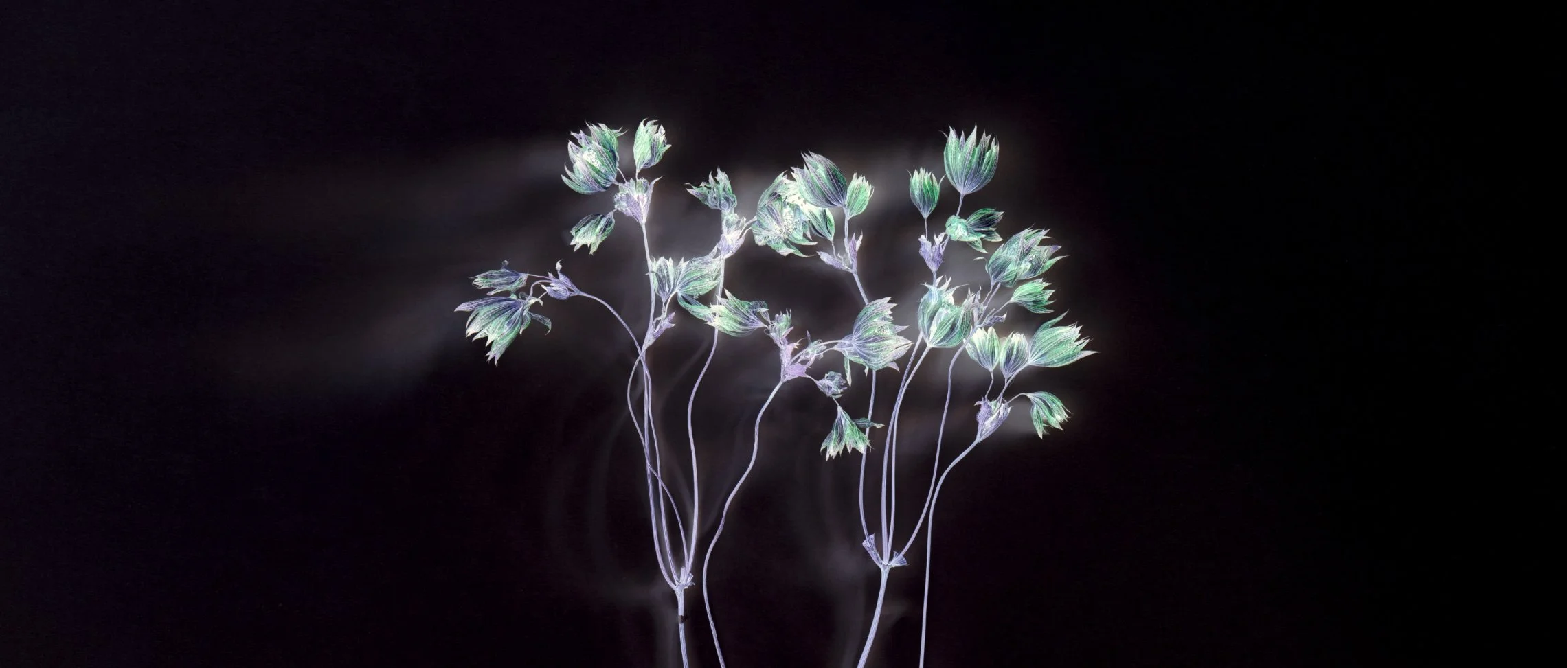 Flower_g_3739_2026_crop.jpg