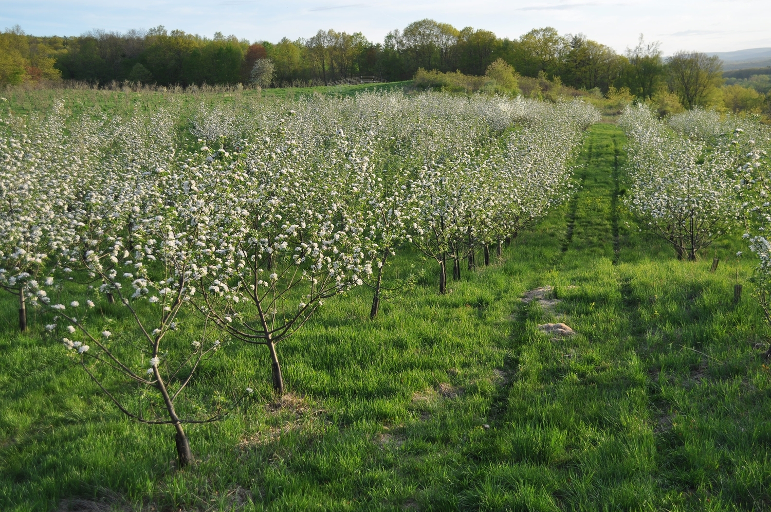 Carrs-Apple-Orchard.jpg