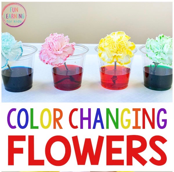 Color-Changing-Flowers-Science-Experiment-Pin-Long.jpeg