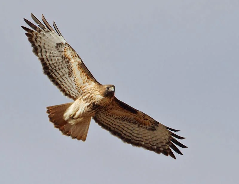 rtha_flying_sw.jpg