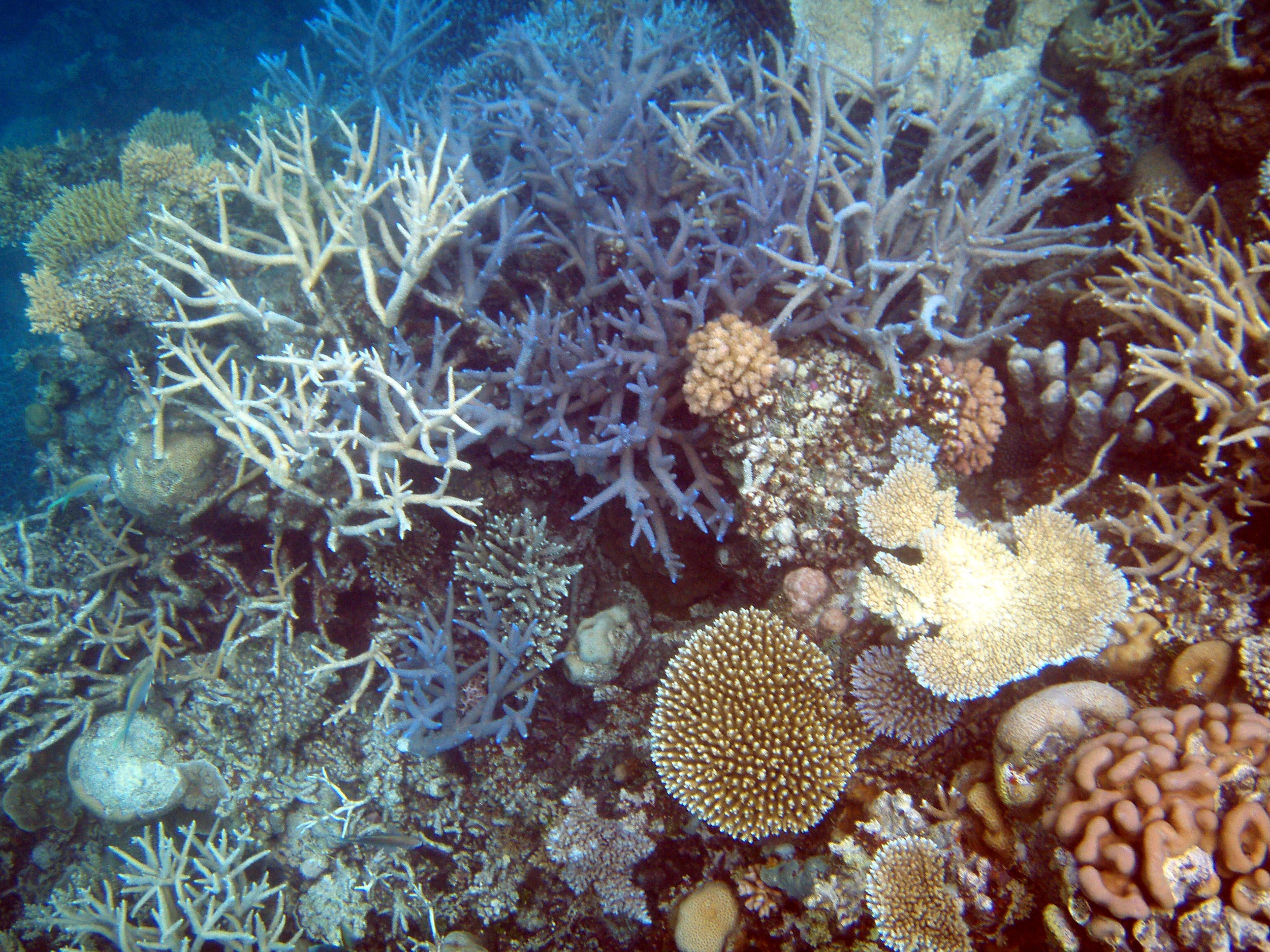 In vitro fertilization to save Great Barrier Reef and other coral reefs